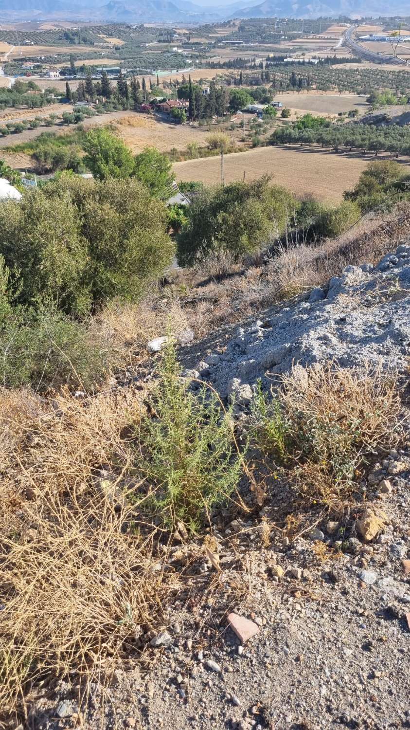 Parcelle en vente à Coín