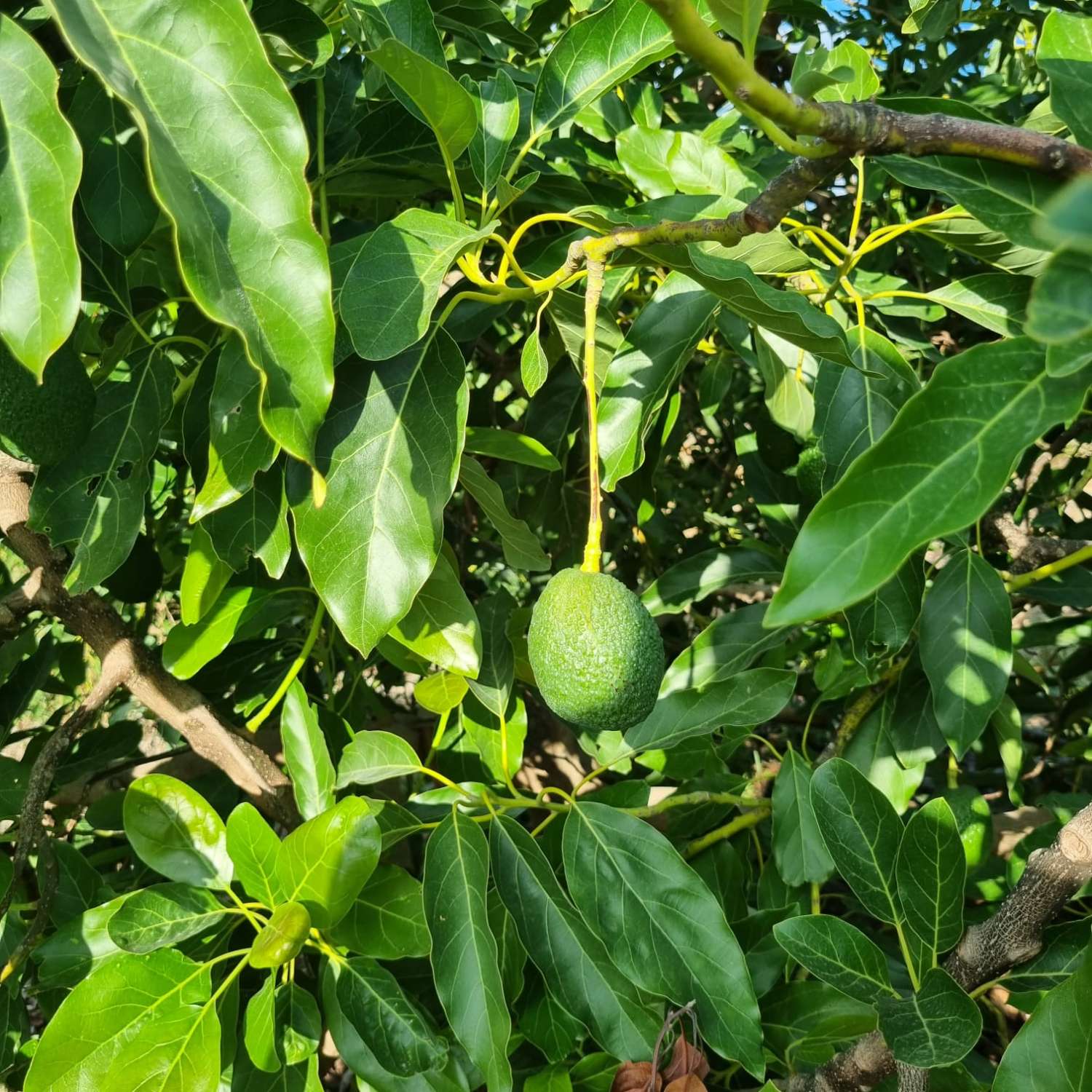 Magnifica finca sembrada de aguacates