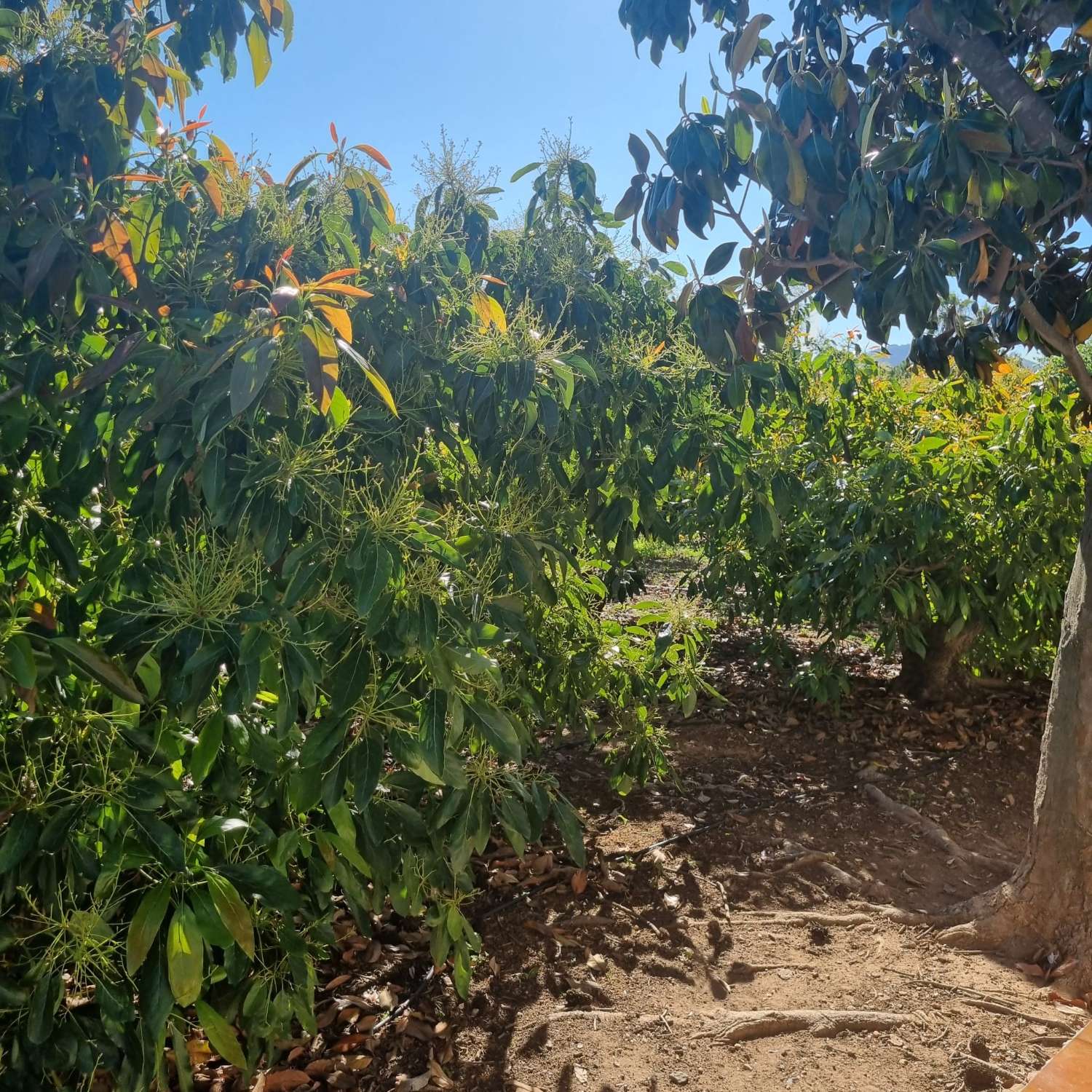 Finca des aguacates con mucha agua y con arboles en producción con casas y piscina