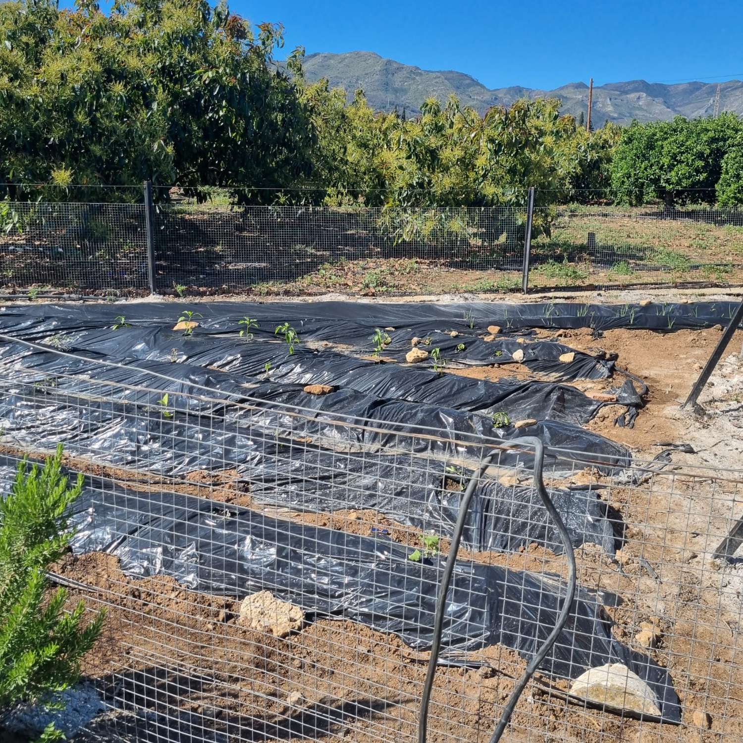 Finca des aguacates con mucha agua y con arboles en producción con casas y piscina