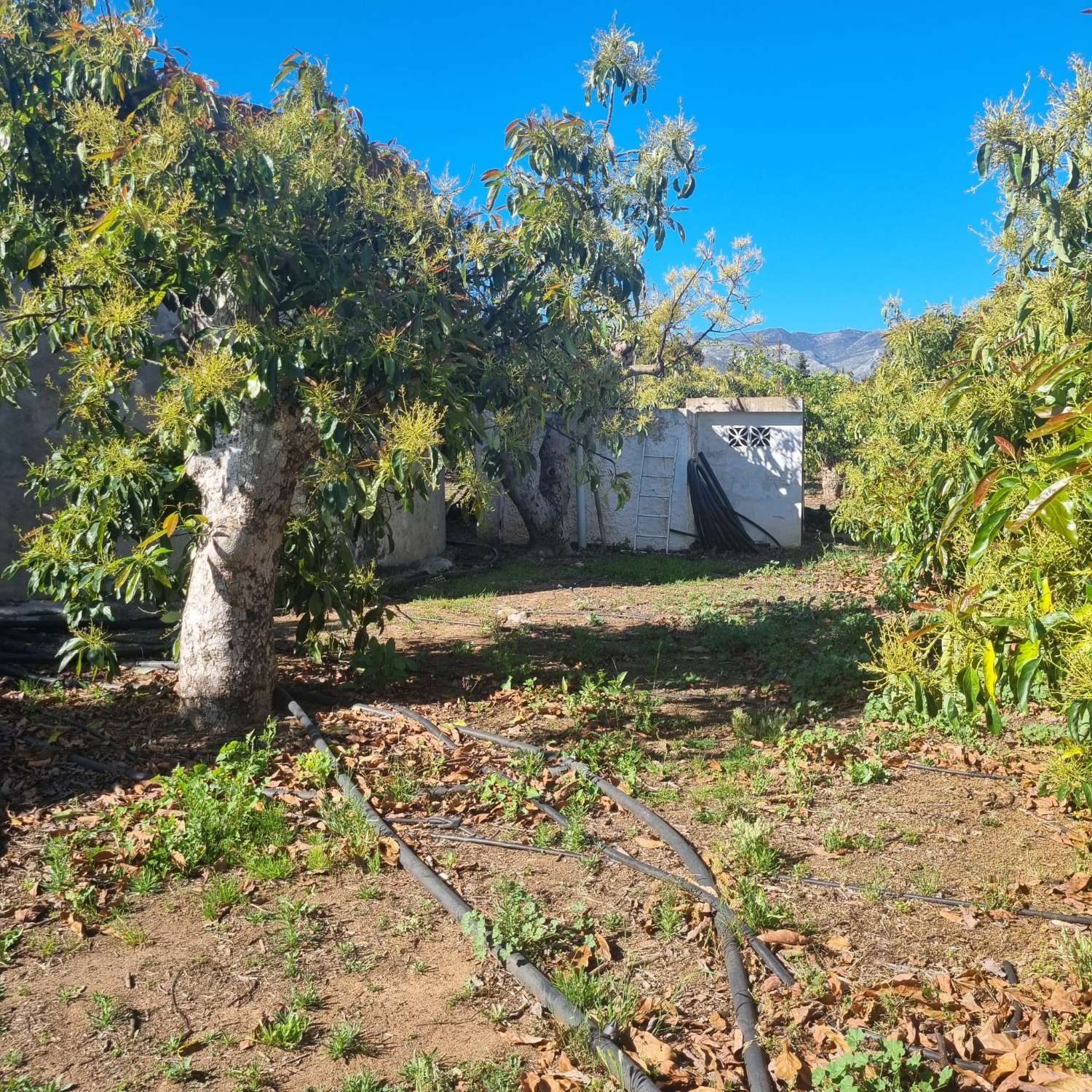 Finca des aguacates con mucha agua y con arboles en producción con casas y piscina