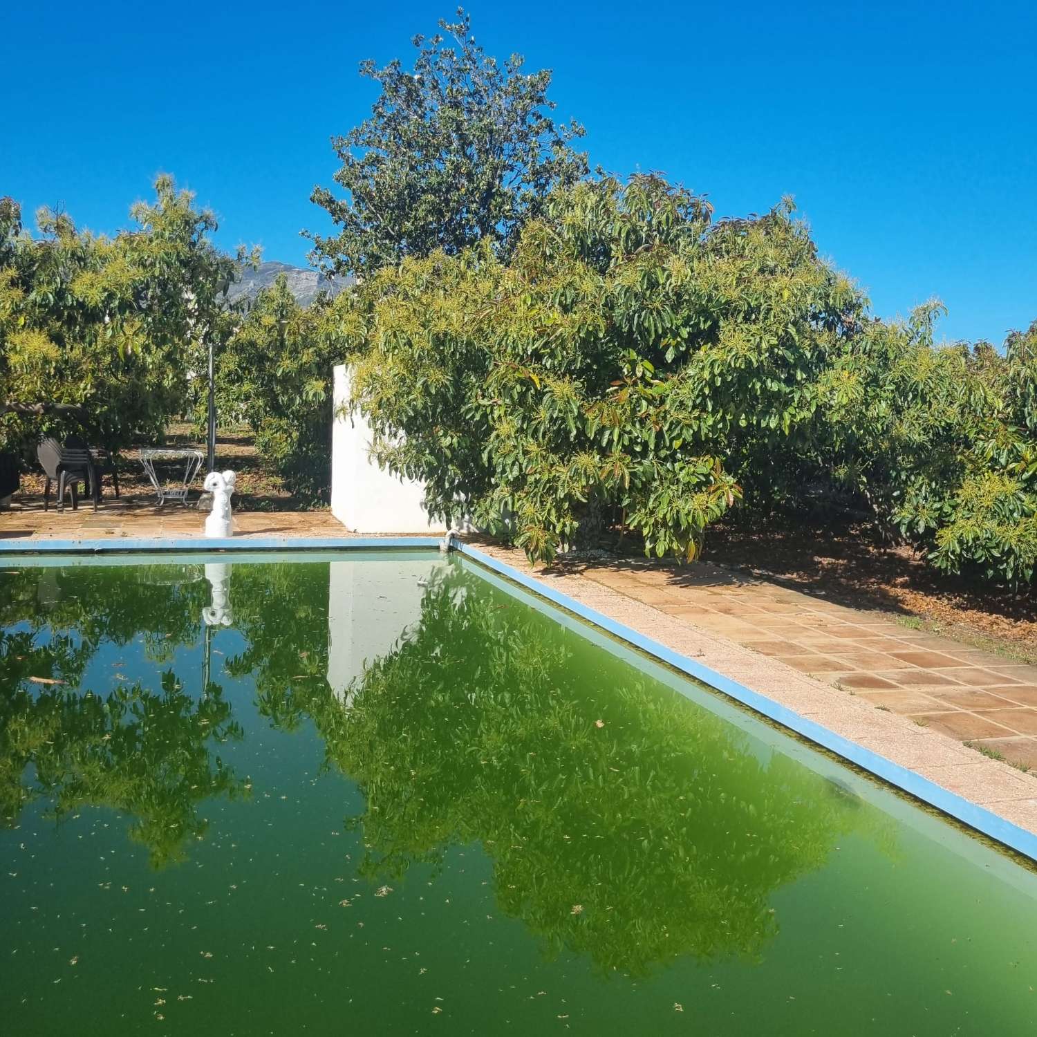 Finca des aguacates con mucha agua y con arboles en producción con casas y piscina