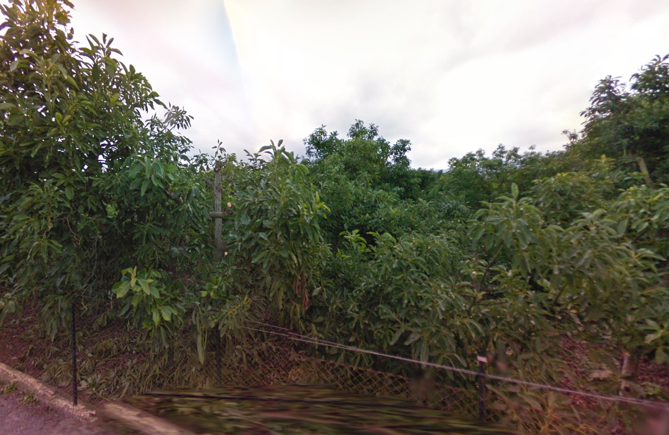 Finca des aguacates con mucha agua y con arboles en producción con casas y piscina