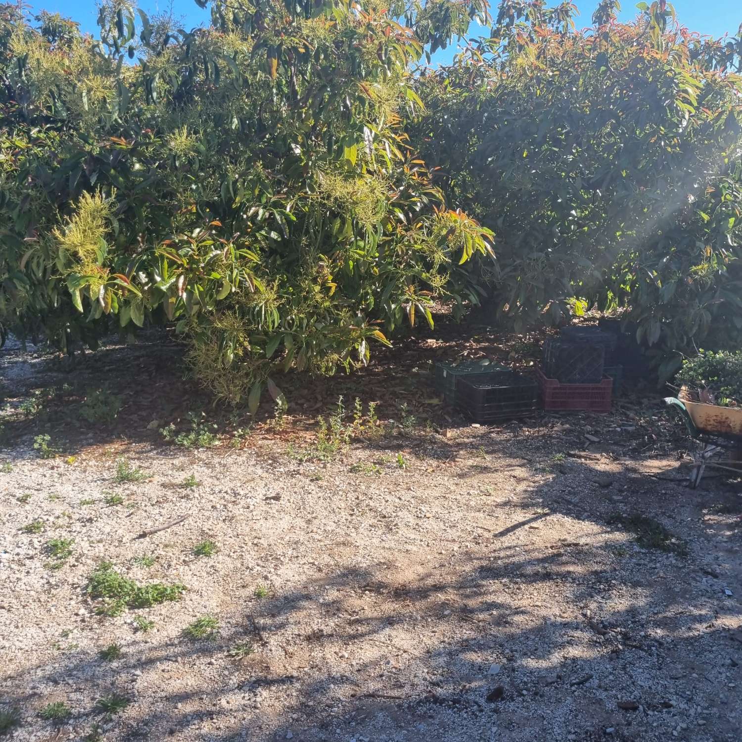 Finca des aguacates con mucha agua y con arboles en producción con casas y piscina