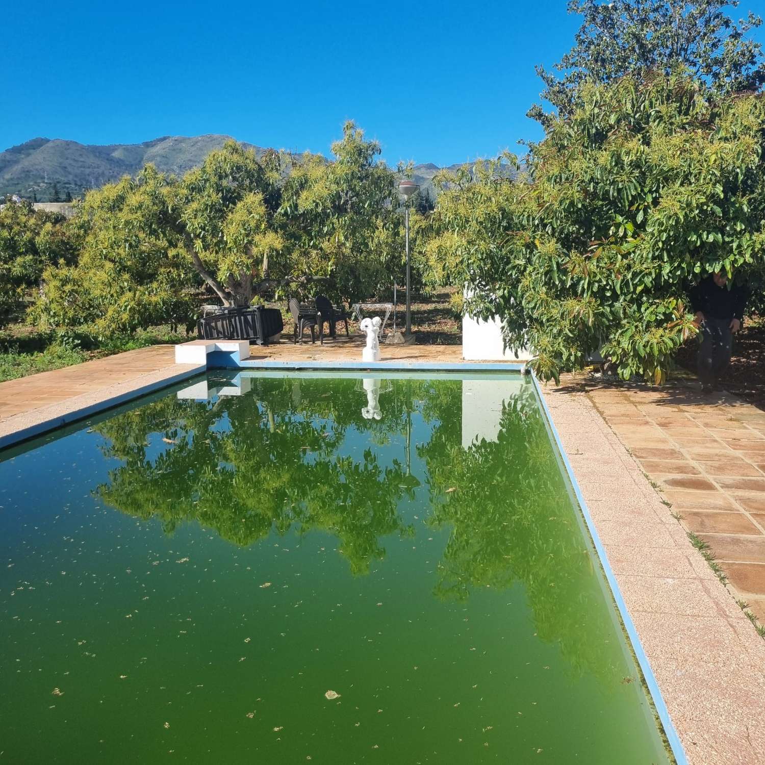 Finca des aguacates con mucha agua y con arboles en producción con casas y piscina