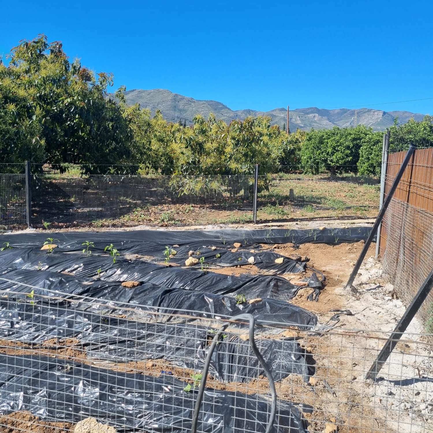 Finca des aguacates con mucha agua y con arboles en producción con casas y piscina