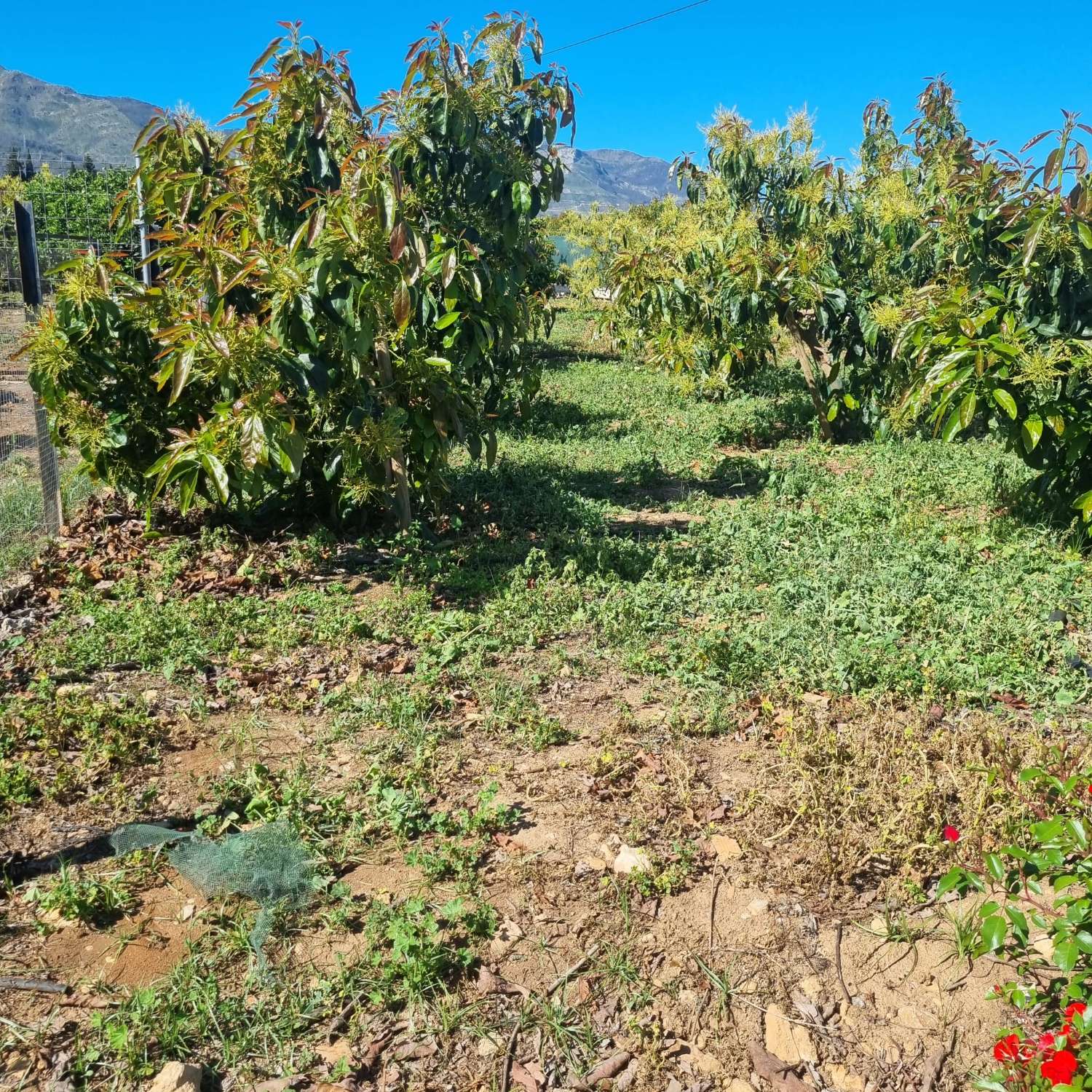 Finca des aguacates con mucha agua y con arboles en producción con casas y piscina