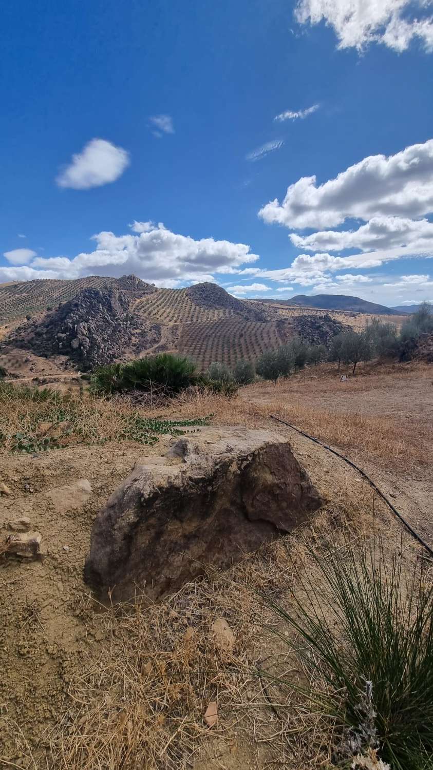 Magnifica finca con casa , piscina sembrada de olivos ecológicos